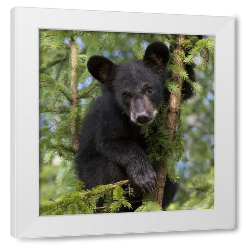Minnesota, Sandstone Black bear cub in a tree White Modern Wood Framed Art Print by Kaveney, Wendy