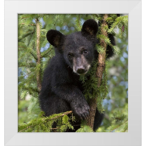 Minnesota, Sandstone Black bear cub in a tree White Modern Wood Framed Art Print by Kaveney, Wendy