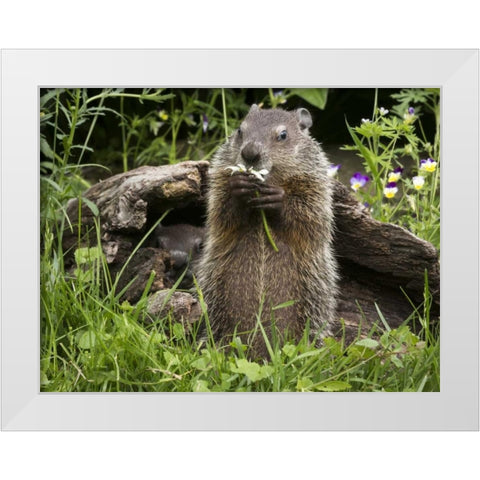 Minnesota, Sandstone Groundhog eating a flower White Modern Wood Framed Art Print by Kaveney, Wendy
