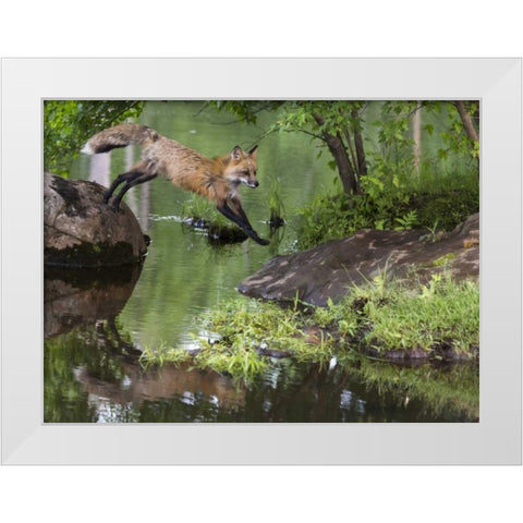 Minnesota, Sandstone Red fox leaping White Modern Wood Framed Art Print by Kaveney, Wendy