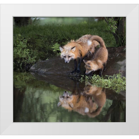 Minnesota, Sandstone Red fox and kit White Modern Wood Framed Art Print by Kaveney, Wendy