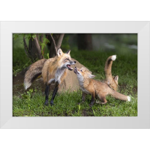 Minnesota, Sandstone Red fox and pup interacting White Modern Wood Framed Art Print by Kaveney, Wendy