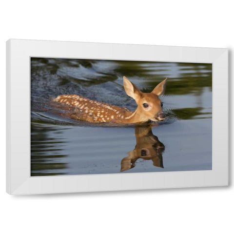 Minnesota White-tailed deer fawn swimming White Modern Wood Framed Art Print by Kaveney, Wendy