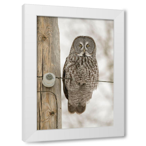 Minnesota-Sax-Zim Bog Great gray owl on power line  White Modern Wood Framed Art Print by Jaynes Gallery