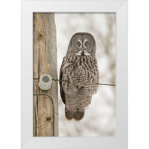 Minnesota-Sax-Zim Bog Great gray owl on power line  White Modern Wood Framed Art Print by Jaynes Gallery
