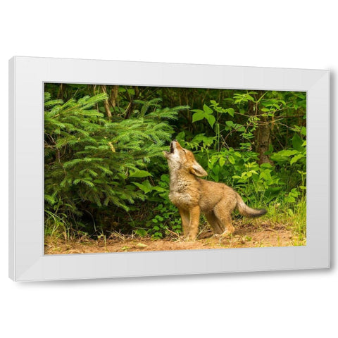 Minnesota-coyote pup howling at den-captive White Modern Wood Framed Art Print by Jaynes Gallery
