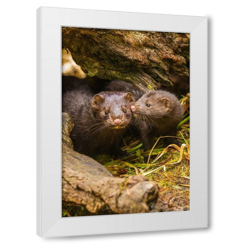 Minnesota-Pine County Mink mother and pup in log  White Modern Wood Framed Art Print by Jaynes Gallery