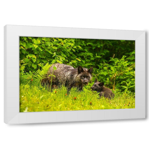 Minnesota-red fox-adult and pup-captive-black morph White Modern Wood Framed Art Print by Jaynes Gallery