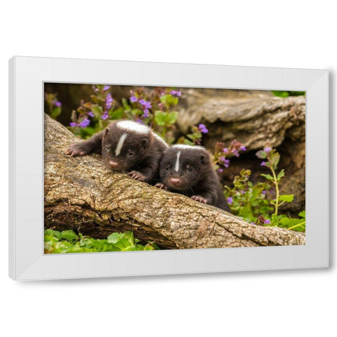 Minnesota-Pine County Striped skunk kits on log  White Modern Wood Framed Art Print by Jaynes Gallery