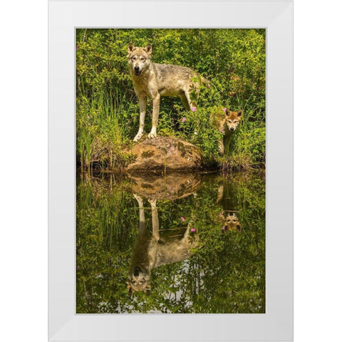 Minnesota-Pine County Wolf and pup reflect in pond  White Modern Wood Framed Art Print by Jaynes Gallery