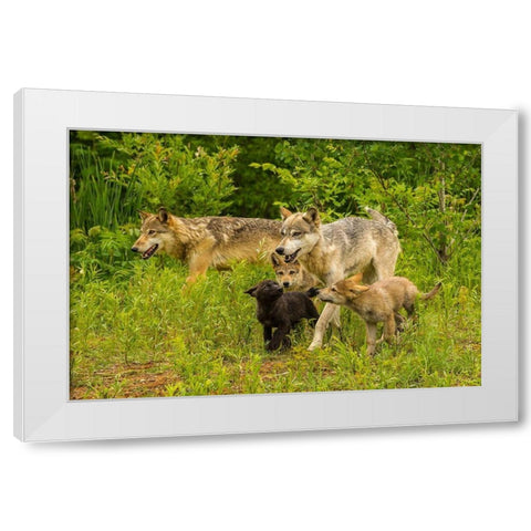 Minnesota-Pine County Adult wolves and pups  White Modern Wood Framed Art Print by Jaynes Gallery