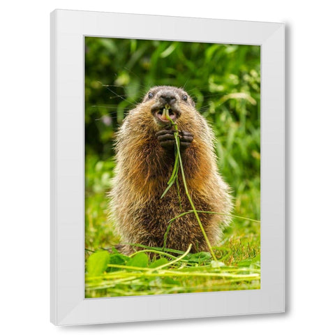Minnesota-Pine County Adult woodchuck eating  White Modern Wood Framed Art Print by Jaynes Gallery
