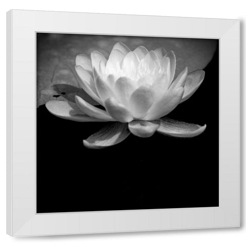 USA-Minnesota-La Salle Lake State Recration Area-La Salle Creek-Water Lilly White Modern Wood Framed Art Print by Hawkins, Peter
