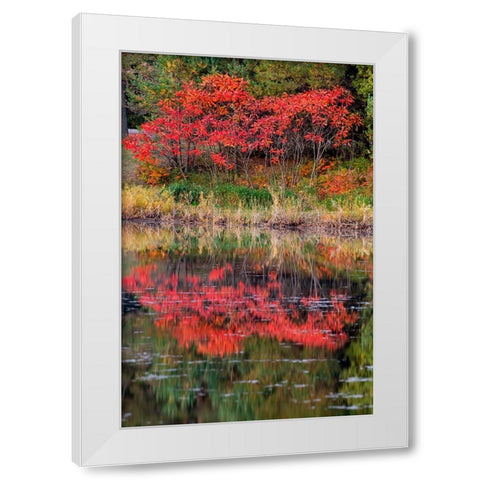 USA-Minnsota-Duluth-Fall Color White Modern Wood Framed Art Print by Hawkins, Peter