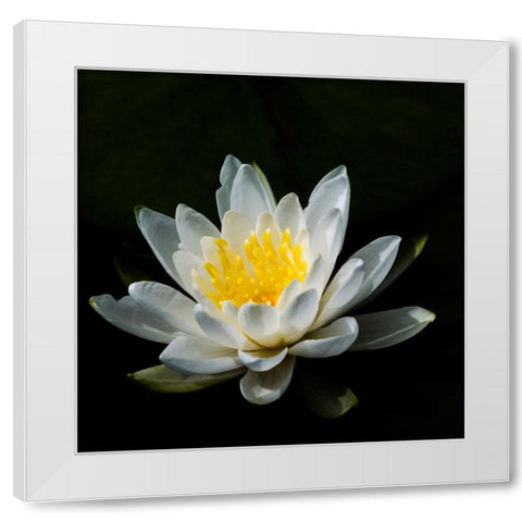 USA-Minnesota-La Salle Lake State Recration Area-La Salle Creek-Water Lilly White Modern Wood Framed Art Print by Hawkins, Peter