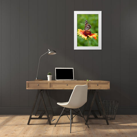 A Virginia Lady butterfly lands on Gaillardia White Modern Wood Framed Art Print by Richardson, Larry
