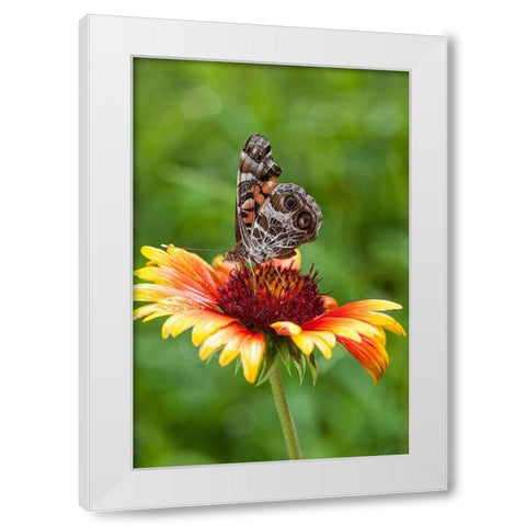 A Virginia Lady butterfly lands on Gaillardia White Modern Wood Framed Art Print by Richardson, Larry