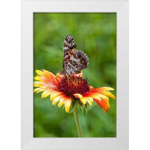 A Virginia Lady butterfly lands on Gaillardia White Modern Wood Framed Art Print by Richardson, Larry