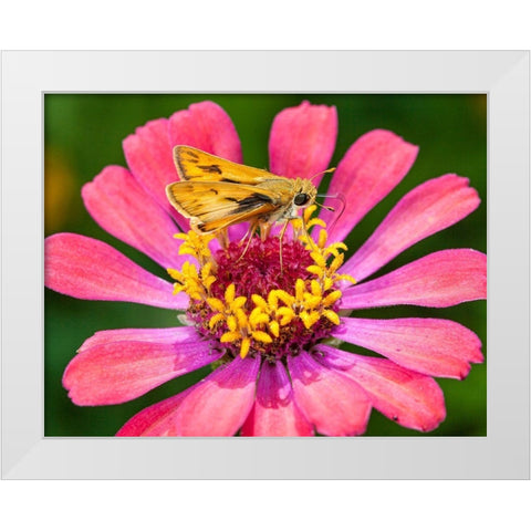A skipper lands on a zinnia flower White Modern Wood Framed Art Print by Richardson, Larry