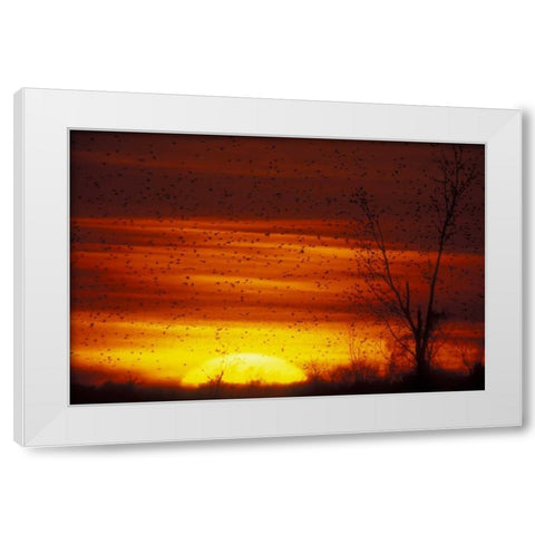 Missouri Blackbirds silhouetted at sunset White Modern Wood Framed Art Print by Morris, Arthur