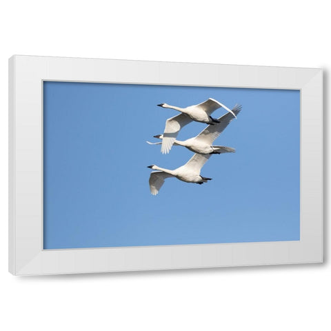 Trumpeter Swans-Cygnus buccinator-in flight Riverlands Migratory Bird Sanctuary-West Alton-Missouri White Modern Wood Framed Art Print by Day, Richard and Susan