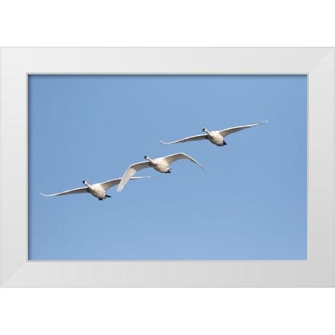 Trumpeter Swans-Cygnus buccinator-in flight Riverlands Migratory Bird Sanctuary-West Alton-Missouri White Modern Wood Framed Art Print by Day, Richard and Susan