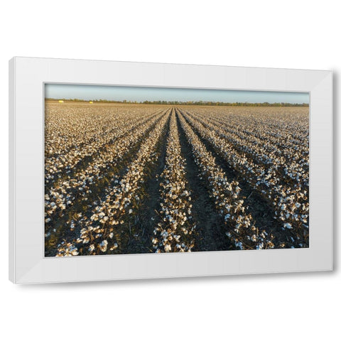 Cotton field at sunset-Stoddard County-Missouri White Modern Wood Framed Art Print by Day, Richard and Susan