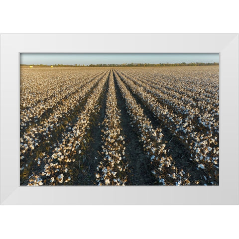 Cotton field at sunset-Stoddard County-Missouri White Modern Wood Framed Art Print by Day, Richard and Susan