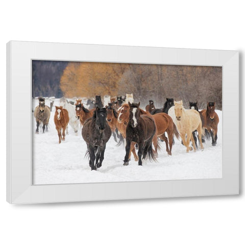 Rodeo horses running during winter roundup-Kalispell-Montana White Modern Wood Framed Art Print by Jones, Adam