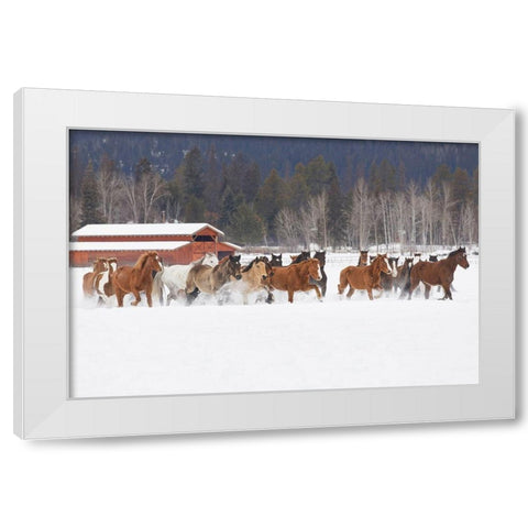 Rodeo horses running during winter roundup-Kalispell-Montana White Modern Wood Framed Art Print by Jones, Adam