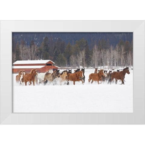 Rodeo horses running during winter roundup-Kalispell-Montana White Modern Wood Framed Art Print by Jones, Adam