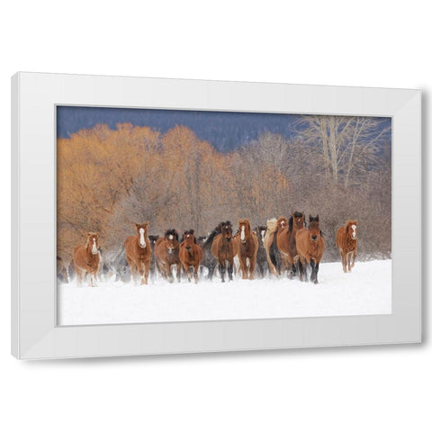 Rodeo horses running during winter roundup-Kalispell-Montana White Modern Wood Framed Art Print by Jones, Adam
