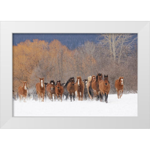 Rodeo horses running during winter roundup-Kalispell-Montana White Modern Wood Framed Art Print by Jones, Adam