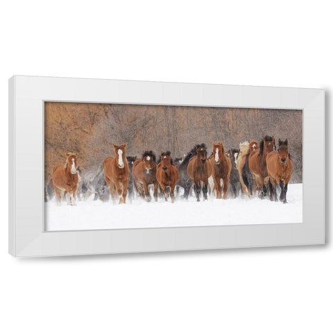 Panoramic view of rodeo horses running during winter roundup-Kalispell-Montana White Modern Wood Framed Art Print by Jones, Adam