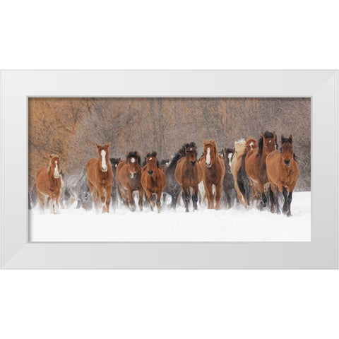 Panoramic view of rodeo horses running during winter roundup-Kalispell-Montana White Modern Wood Framed Art Print by Jones, Adam