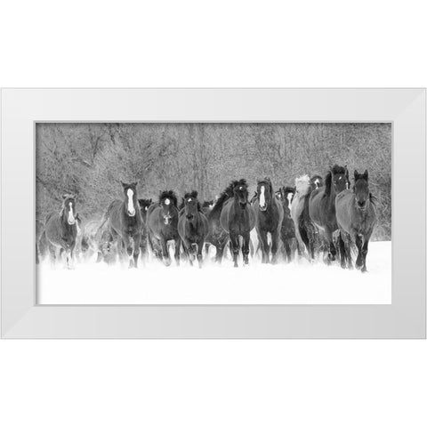 Panoramic view of rodeo horses running during winter roundup-Kalispell-Montana White Modern Wood Framed Art Print by Jones, Adam