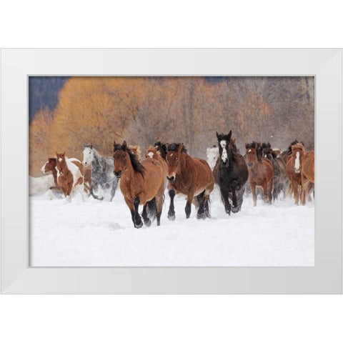Rodeo horses running during winter roundup-Kalispell-Montana White Modern Wood Framed Art Print by Jones, Adam