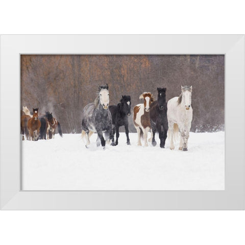 Rodeo horses running during winter roundup-Kalispell-Montana White Modern Wood Framed Art Print by Jones, Adam
