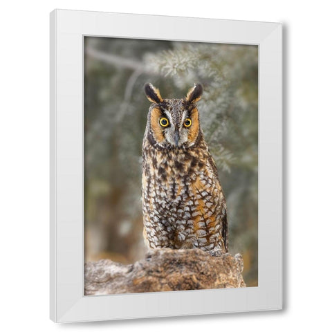 Long-eared owl-Asio otus-controlled situation-Montana White Modern Wood Framed Art Print by Jones, Adam