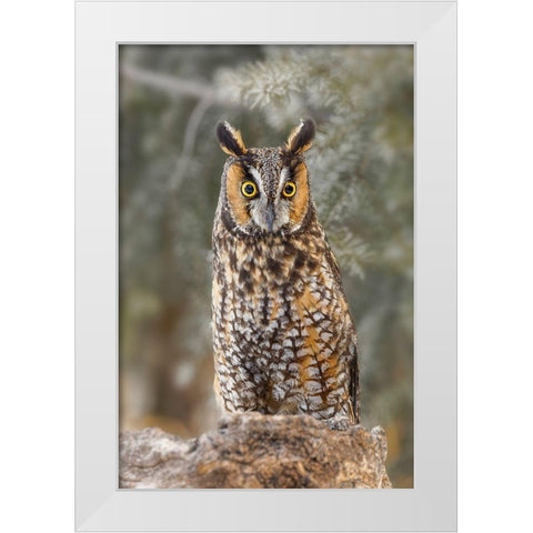 Long-eared owl-Asio otus-controlled situation-Montana White Modern Wood Framed Art Print by Jones, Adam