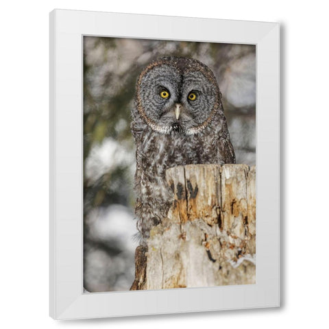 Great grey owl-Strix nebulosa-controlled situation White Modern Wood Framed Art Print by Jones, Adam