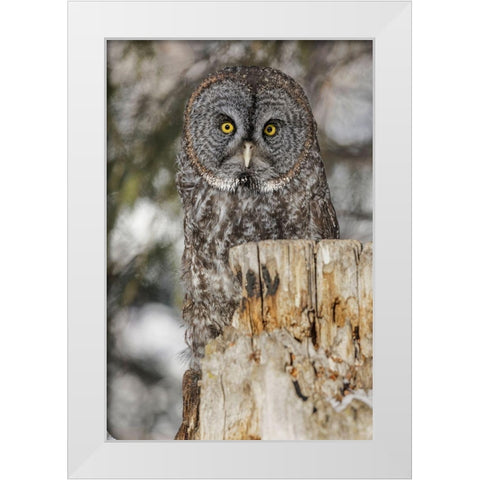 Great grey owl-Strix nebulosa-controlled situation White Modern Wood Framed Art Print by Jones, Adam