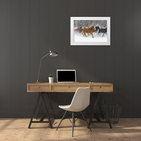 Rodeo horses running during winter roundup-Kalispell-Montana White Modern Wood Framed Art Print by Jones, Adam