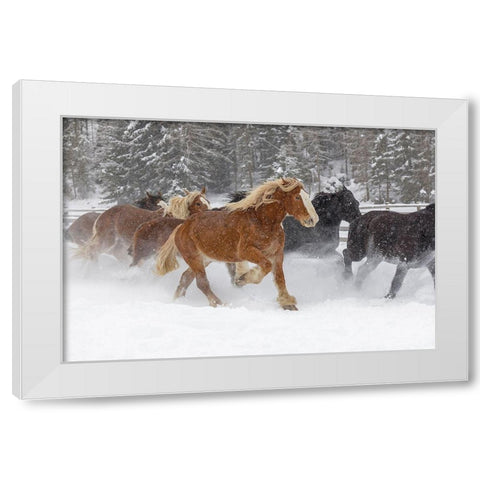 Rodeo horses running during winter roundup-Kalispell-Montana White Modern Wood Framed Art Print by Jones, Adam