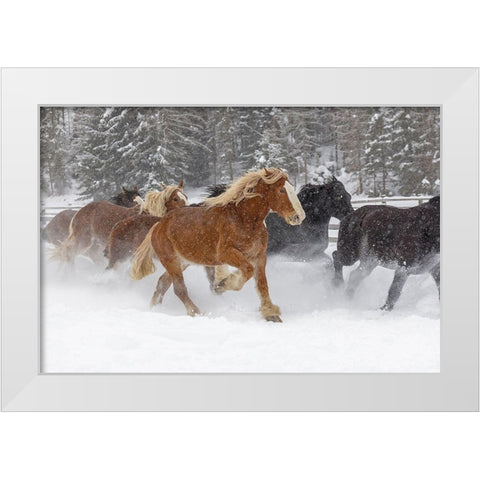 Rodeo horses running during winter roundup-Kalispell-Montana White Modern Wood Framed Art Print by Jones, Adam