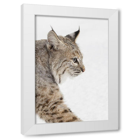 Bobcat in snow-Lynx rufus-controlled situation-Montana White Modern Wood Framed Art Print by Jones, Adam