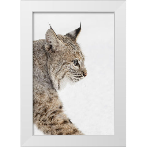 Bobcat in snow-Lynx rufus-controlled situation-Montana White Modern Wood Framed Art Print by Jones, Adam
