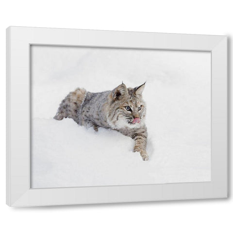 Bobcat in snow-Lynx rufus-controlled situation-Montana White Modern Wood Framed Art Print by Jones, Adam