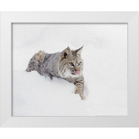 Bobcat in snow-Lynx rufus-controlled situation-Montana White Modern Wood Framed Art Print by Jones, Adam