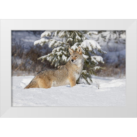 Coyote in deep winter snow-Canis latrans-controlled situation-Montana White Modern Wood Framed Art Print by Jones, Adam